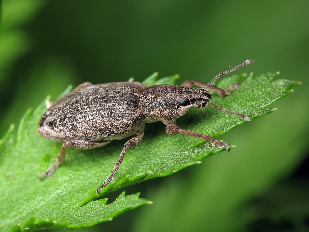 Tanymecus palliatus (Fabricius, 1787)
